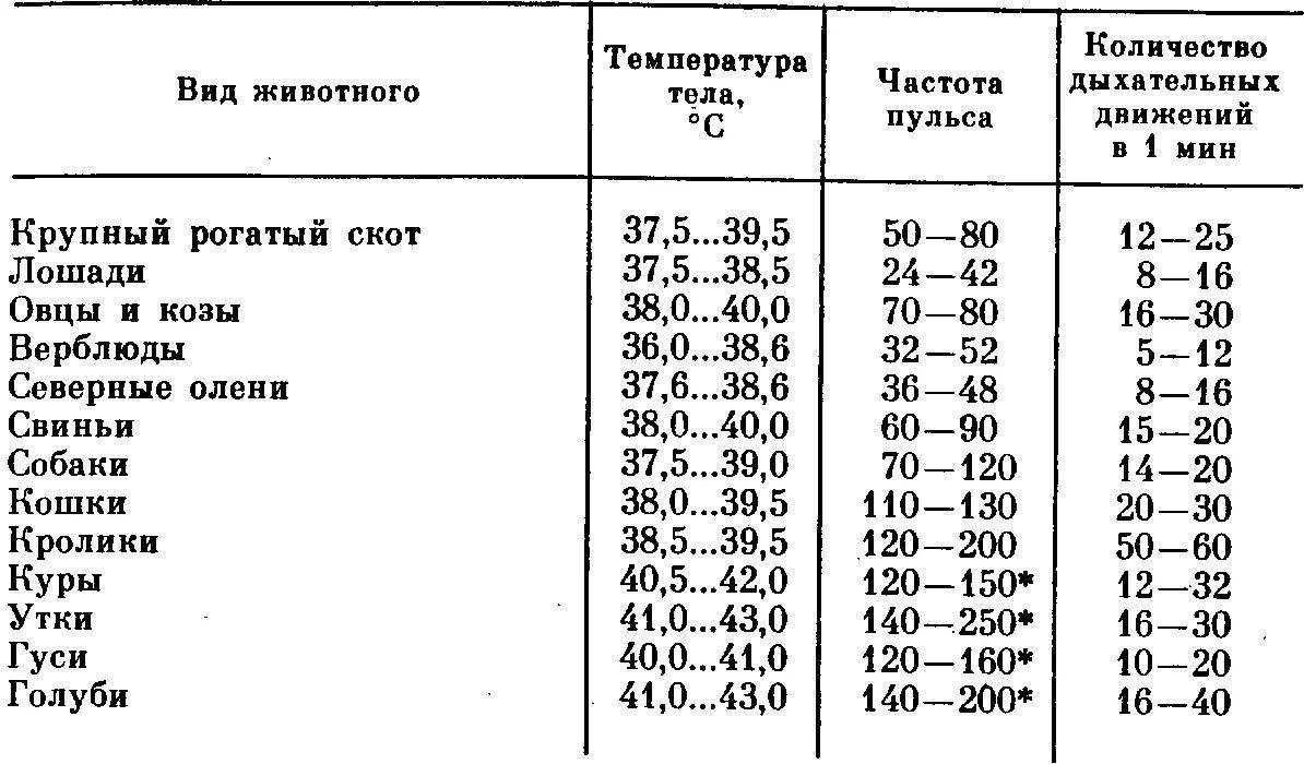 Какая нормальная температура у собаки?