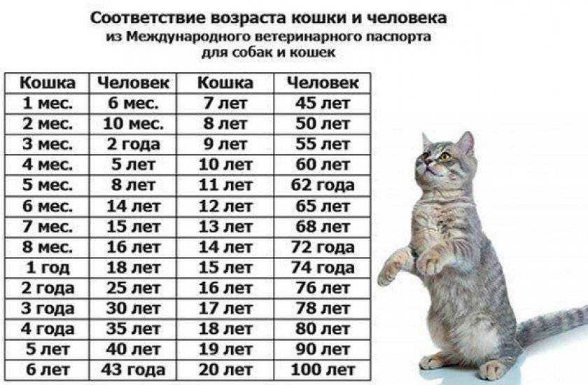 До какого возраста растут коты и кошки