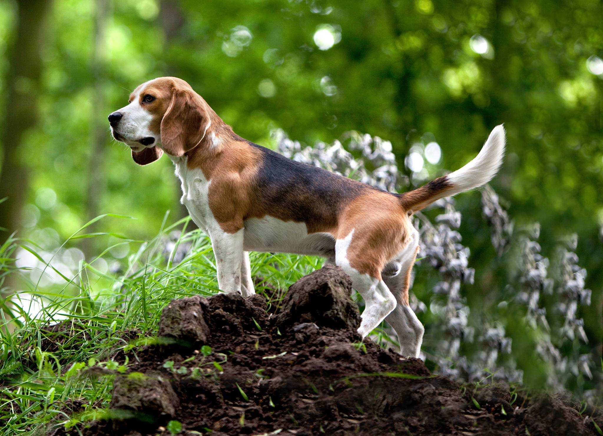 породы охотничьих собак с фотографиями и описанием