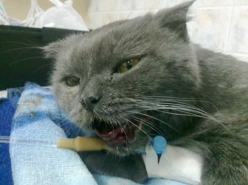Кашель у кота: выясняем причину и помогаем ему с данным недугом