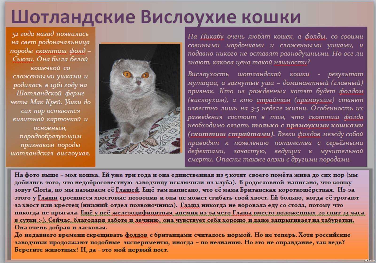 Шотландская вислоухая кошка – стандарт породы кошки
