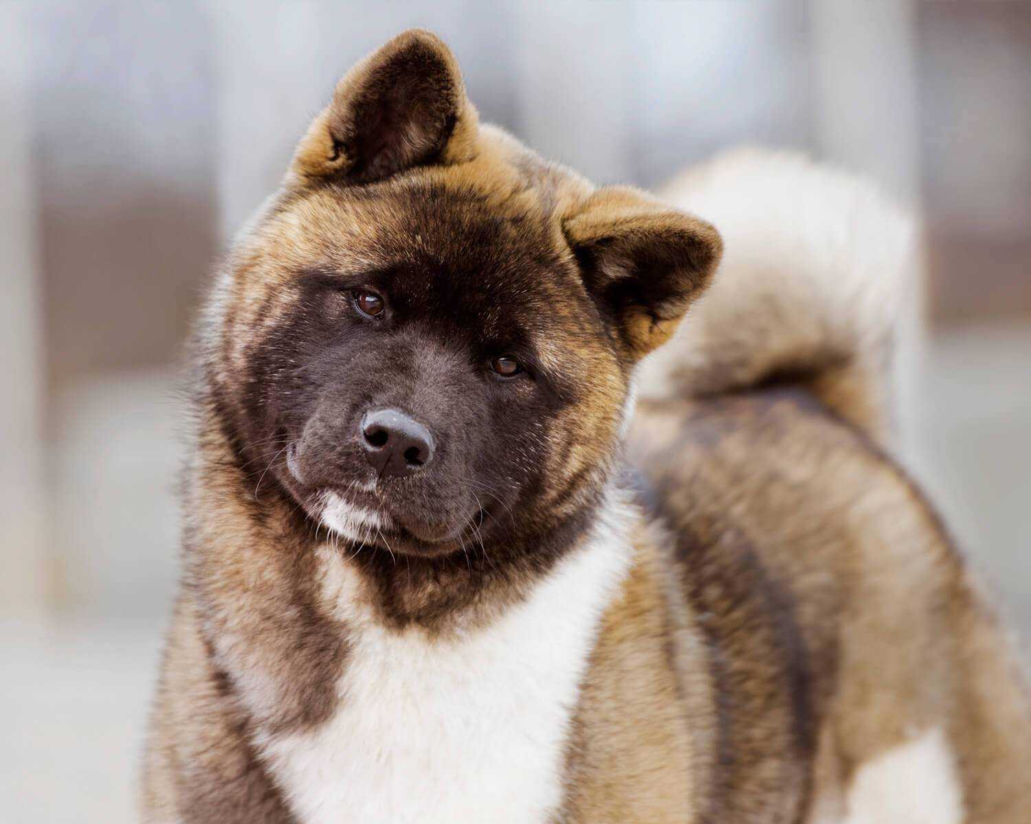 Американские породы собак с фотографиями и названиями, новые и аборигенные