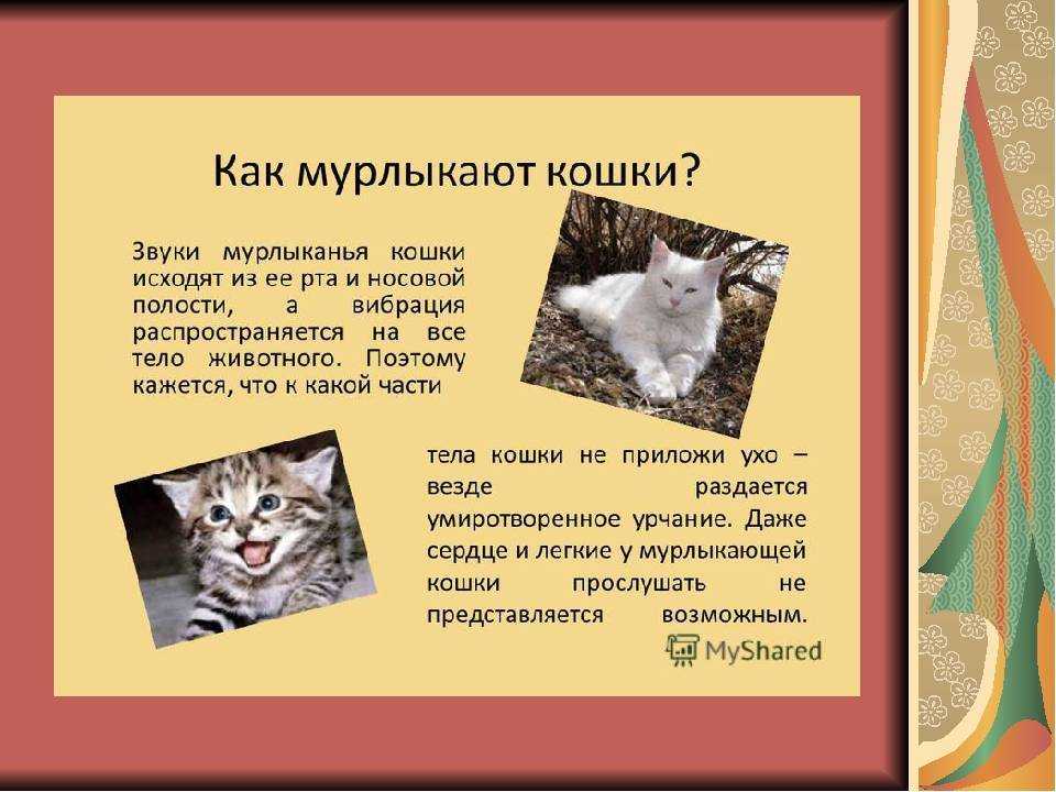 Почему кошки топчут нас, людей, лапками и мурчат, кот топчет хозяина и любого человека лапами, иногда с когтями, что думают учёные?