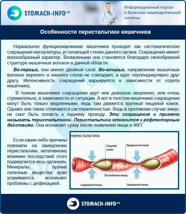 Клизма собаке: показания к постановке и пошаговая инструкция
