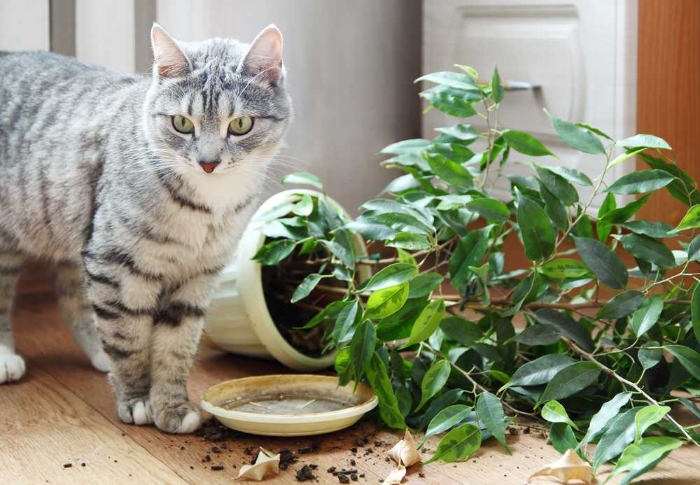 7 хитростей, которые помогут уберечь комнатные растения от кота