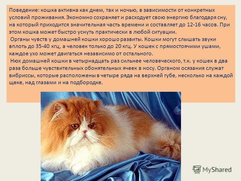 Что такое синдром гиперестезии кошек?