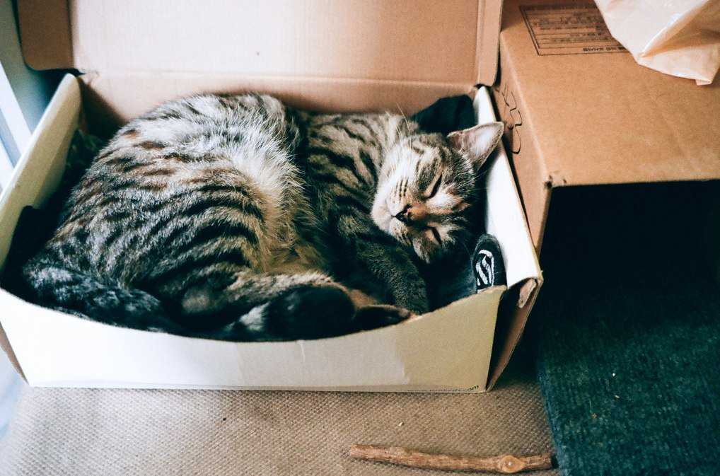 Почему коты и кошки любят коробки, в каких ещё местах им нравится прятаться