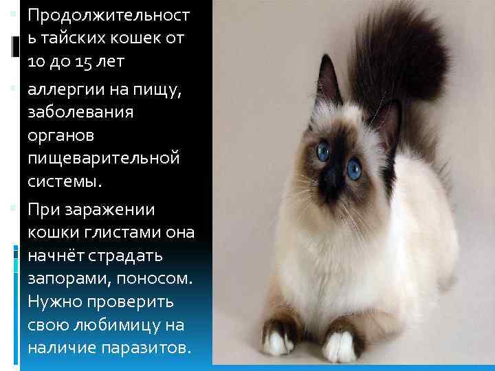 Тайская кошка: стандарт породы с фото, описание характера, особенности ухода