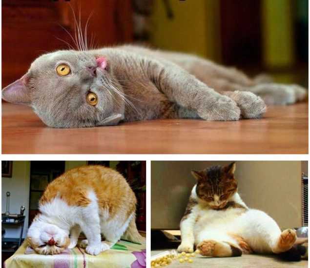 Почему коты и кошки любят валерьянку, как она действует
