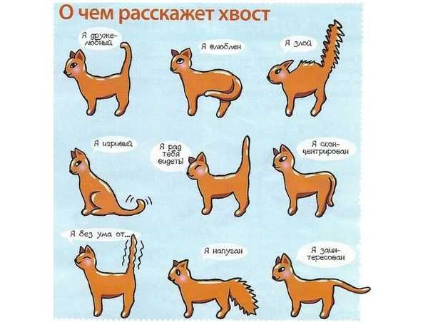 ᐉ как дрессировать кошку? - ➡ motildazoo.ru