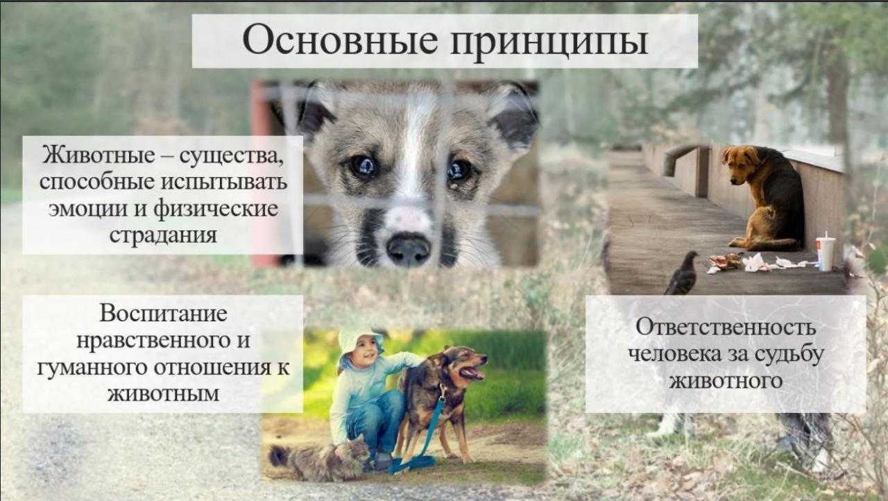 ᐉ как стать вожаком стаи, чтобы контролировать поведение своей собаки - ➡ motildazoo.ru