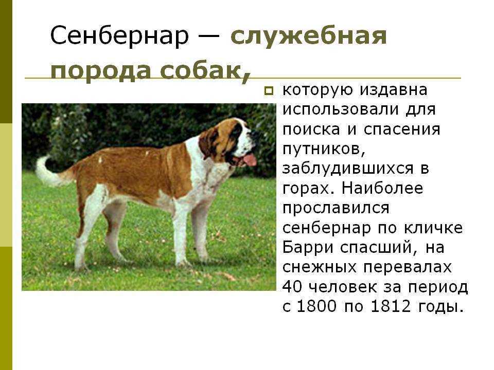 Собака пагль - характеристика породы пагли