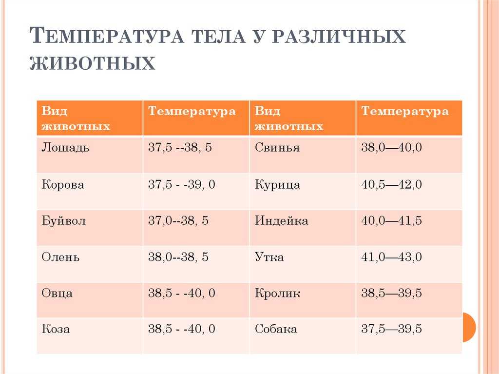 Температура тела собак норма мелких пород