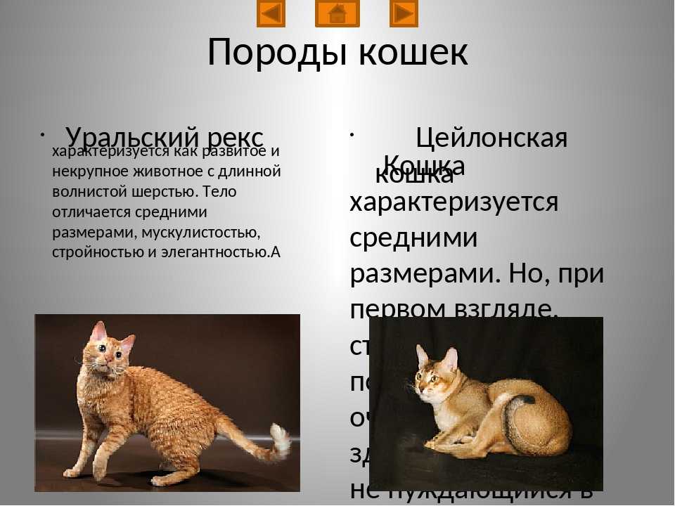 Уральский рекс: описание внешности и характера, уход за питомцем и его содержание, выбор котёнка, отзывы владельцев, фото кота