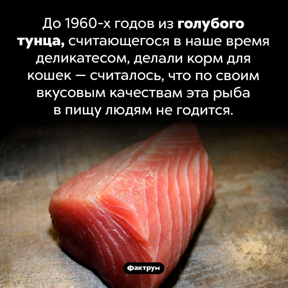 Лазер для кошек: правила безопасной игры, чем опасен, достоинства и недостатки