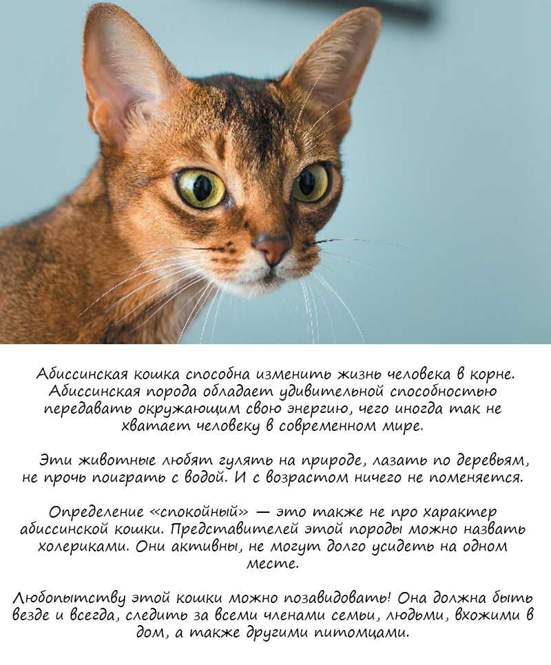 Болезни пород кошек. Породы кошек Абиссинская кошка характер. Абиссинская порода кошек характер. Описать породу кошки Абиссинская. Абиссинская кошка описание породы.