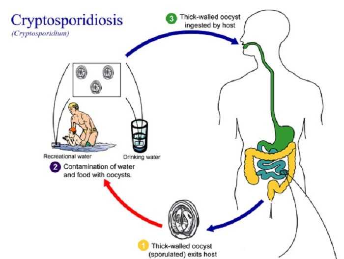 Криптоспоридиоз  – паразитарное заболевание у кошек | ваши питомцы