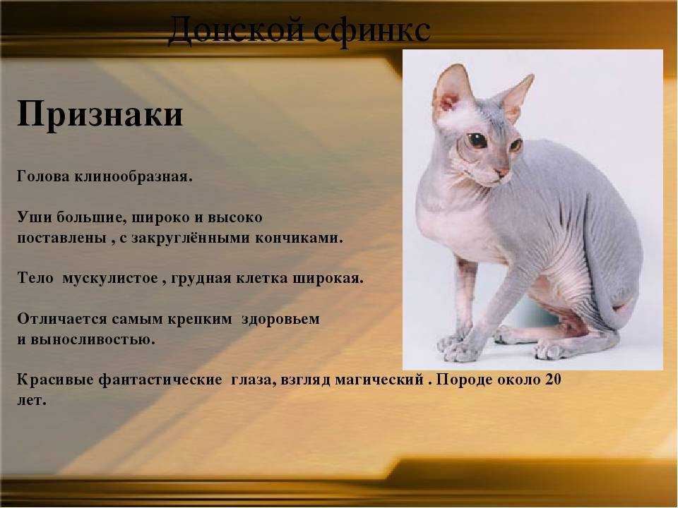 Донской сфинкс: описание внешности и характера породы, уход за питомцем и его содержание, выбор котёнка, отзывы владельцев, фото кота