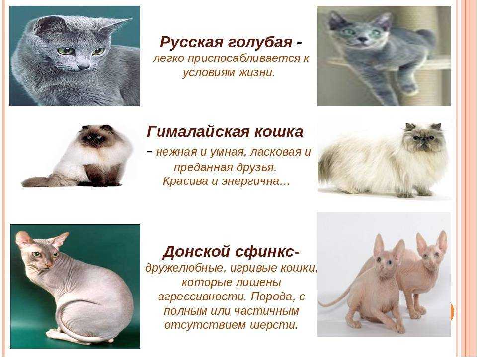 Самые умные породы кошек: топ 20