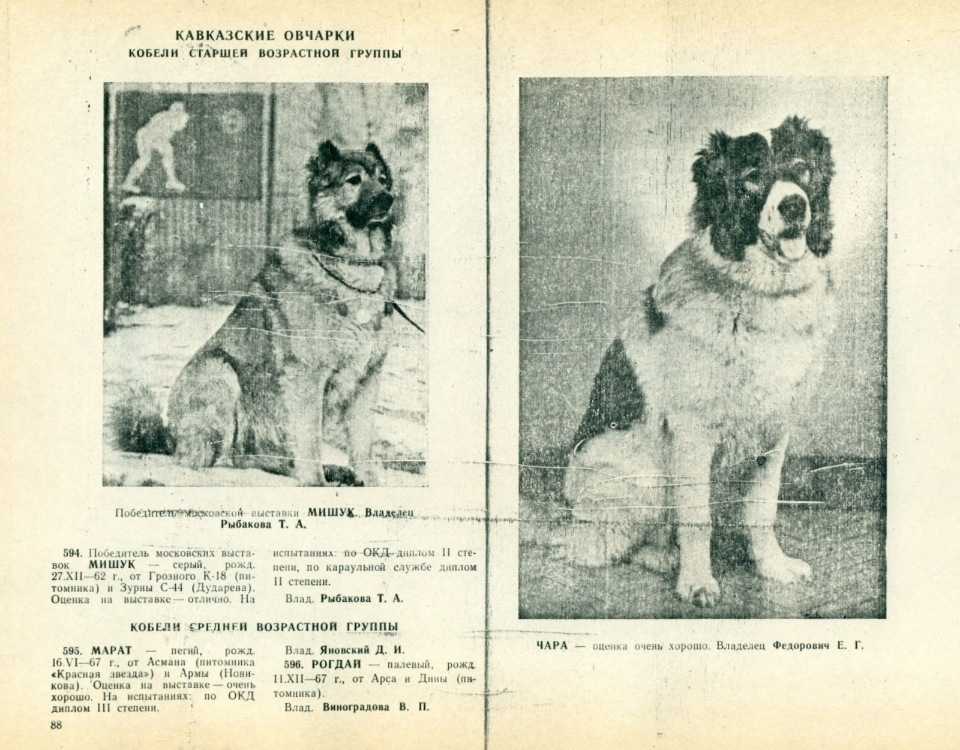 Московская сторожевая: история, стандарт, характер и правила ухода (+ фото)