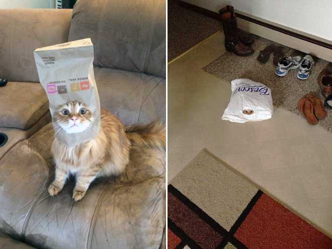 Повадки и привычки: почему кошки любят картонные коробки