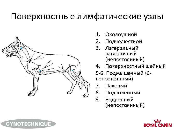 Лимфатическая система собаки схема