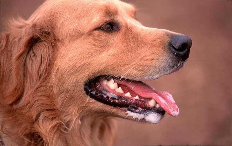 Что делать если пена изо рта у собаки: причины, как помочь