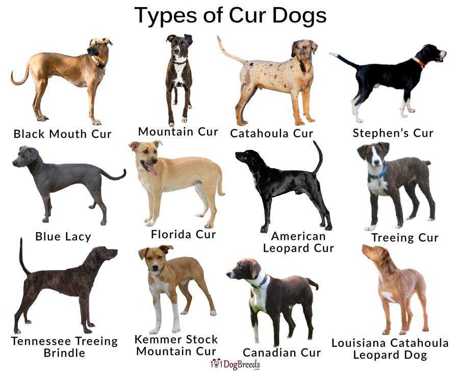 Имена породистых. Породы собак в таблице средние. Породы собак картинки с названиями. Собаки средних и крупных пород. Породы средних собак названия.