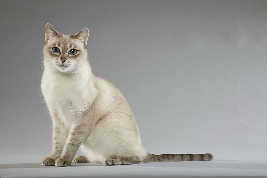 Окрас сил поинт у тайских кошек фото