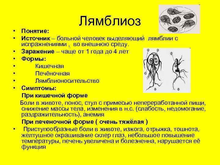 Лямблиоз (гиардиоз) у кошек. лямблии у кошек: симптомы, диагностика и лечение