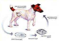 Глисты у собаки: симптомы, фото, лечение и профилактика