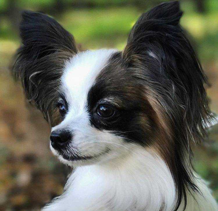 Порода собак уши бабочки фото