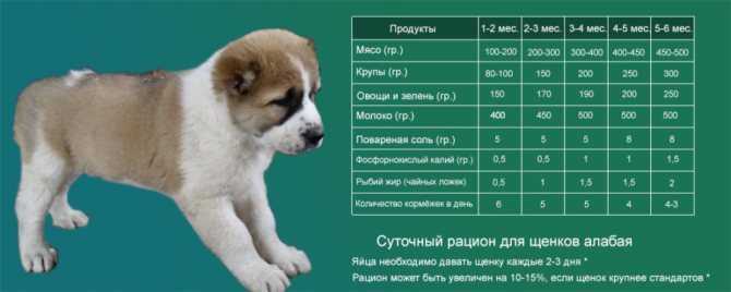 ᐉ до какого возраста растут собаки? - zoomanji.ru