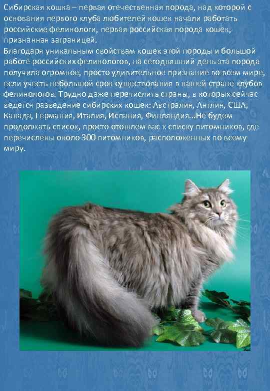Сибирская кошка — история породы, описание, характер и повадки + 95 фото