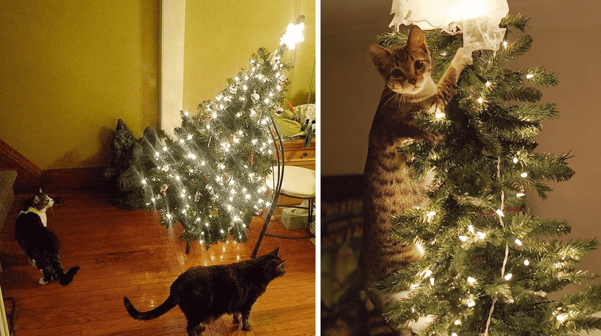 Почему праздник был испорчен елка. Кот и елка. Кошка уронила елку. Кот опрокинул елку. Елка от кошек.