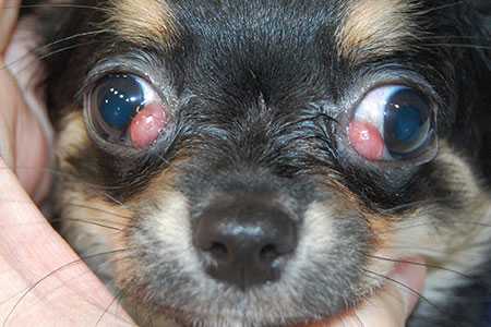 Что делать, если образовался ячмень у собаки на глазу? подробный ответ