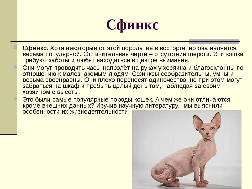 Сколько весит котенок сфинкса