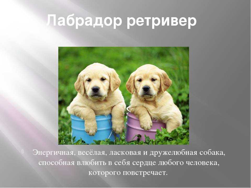 Лабрадор — сведения о породе, основные цвета, характер, кормление и воспитание + 78 фото