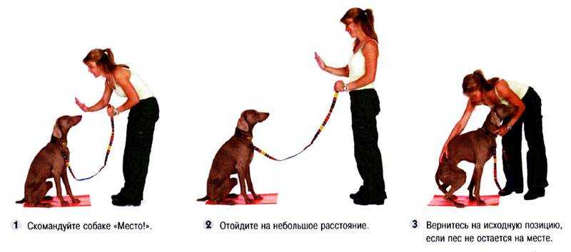 Как показать собаке, что ты вожак: 5 типов поведения настоящего хозяина