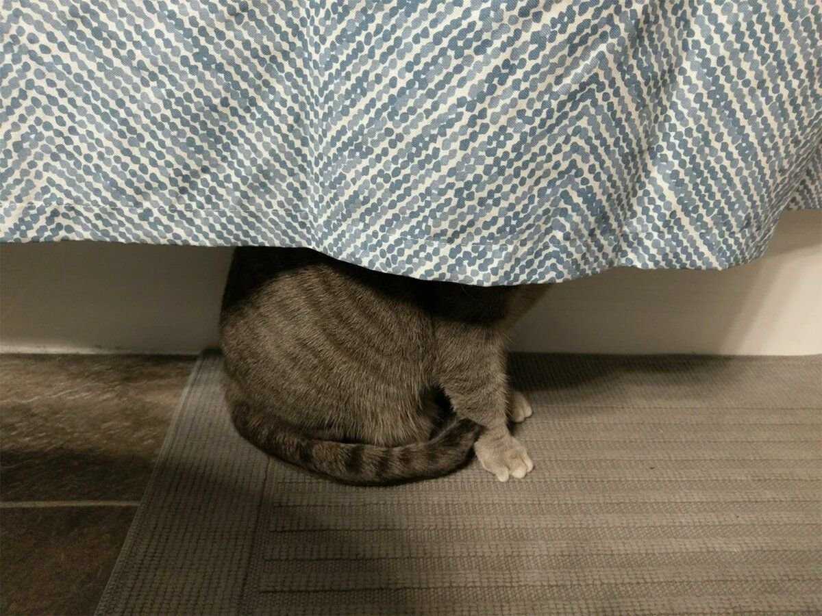 Кот прячется