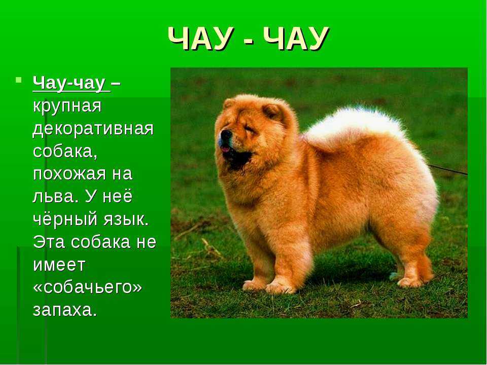 Собака породы чау-чау и описание с фото