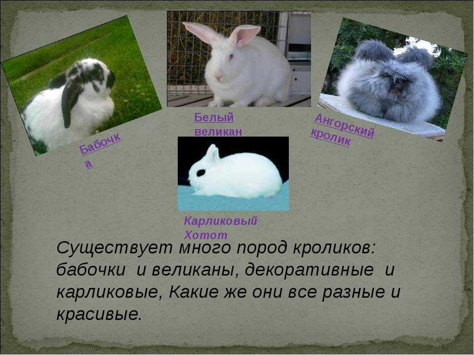 Описание наиболее популярных пород кудрявых котов
