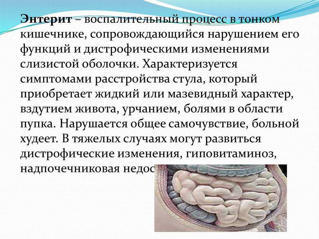 Энтерит у кошек
