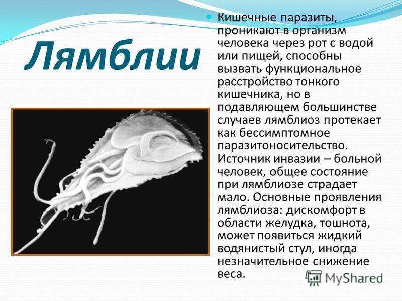 Лямблии у кошек