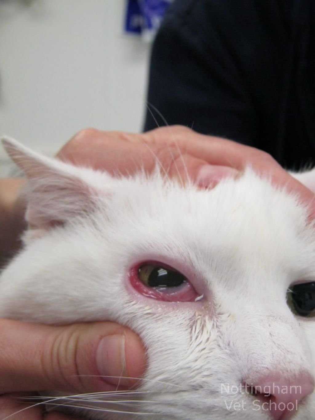 Слепота у кошек