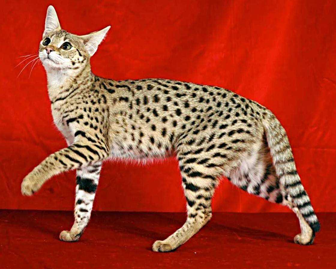 Цена самой дорогой породы кошек. Сервал Ашера Саванна. Саванна кошка. Саванна кошка гибрид. Абиссинская Саванна кошка.
