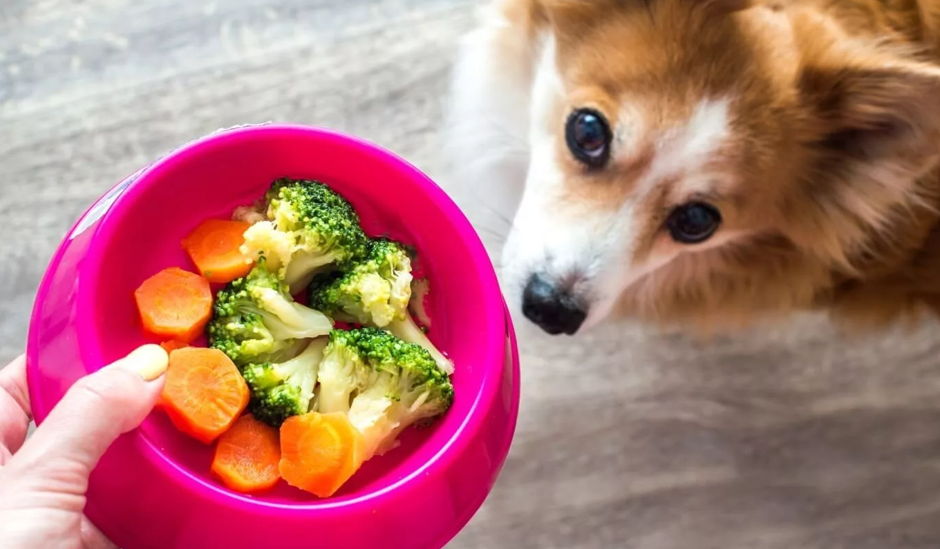 Овощи для щенка. Овощи для собак. Собаки и овощи подборка. Собака огурец. Щенок из Vegetable.