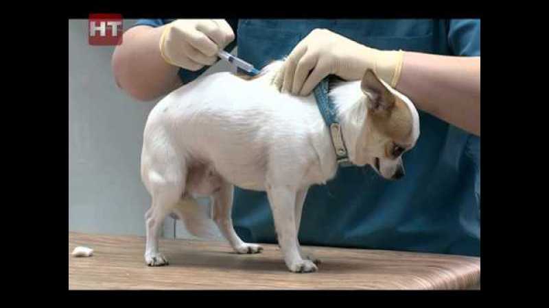 Лечебная инъекция: как сделать укол собаке внутримышечно и подкожно, в холку и в бедро?