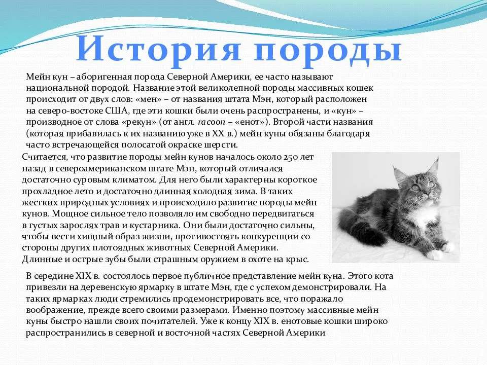 Коты породы мейн-кун — полный обзор и описание характеристик | обалденно