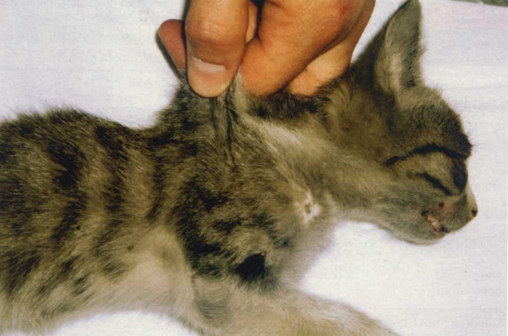 Чумка кошек: симптомы, лечение, профилактика